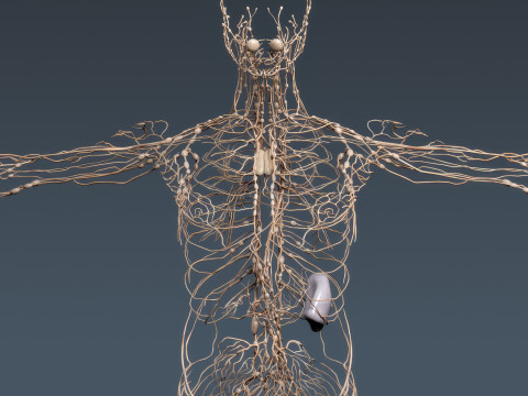 Human Male Anatomy 3Dモデル
