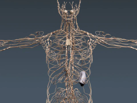 Human Male Anatomy 3D Model