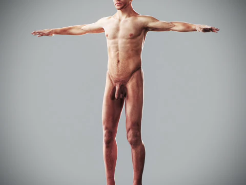 Human Male Anatomy 3D Model