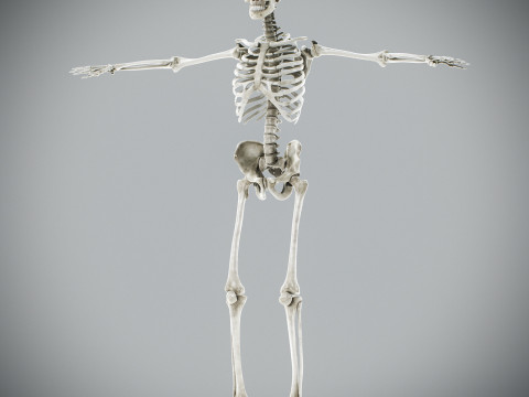 Human Male Anatomy 3Dモデル