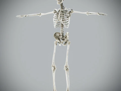 Human Male Anatomy 3D Model