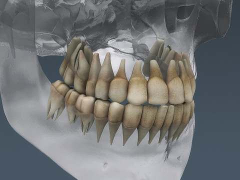 Human Male Anatomy 3Dモデル