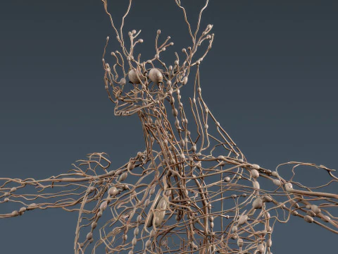 Human Male Anatomy 3D Model