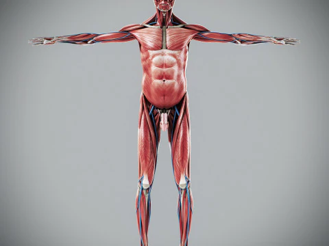 Human Male Anatomy 3D Model