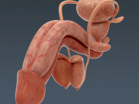 Human Male Anatomy 3D Model