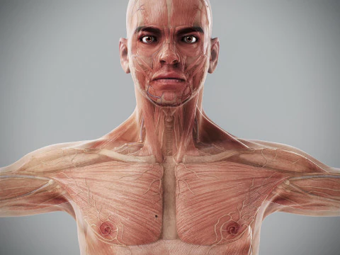 Human Male Anatomy 3D Model