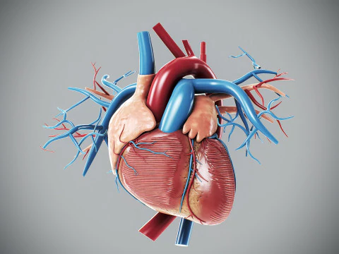 Human Male Anatomy 3D Model