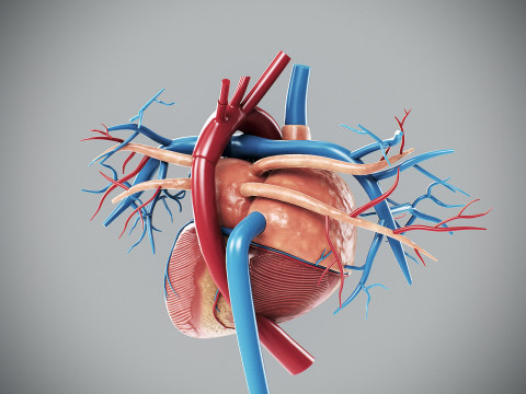 Human Male Anatomy 3Dモデル