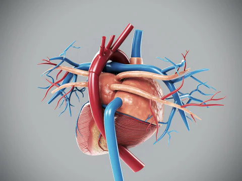 Human Male Anatomy 3D Model
