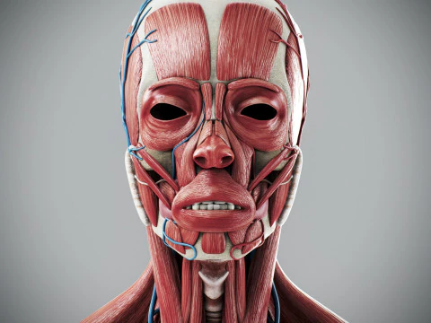 Human Male Anatomy 3D Model
