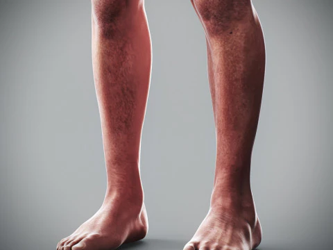 Human Male Anatomy 3D Model