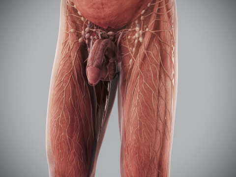 Human Male Anatomy 3Dモデル