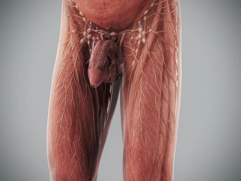 Human Male Anatomy 3D Model
