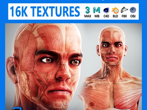 Human Male Anatomy 3D Model