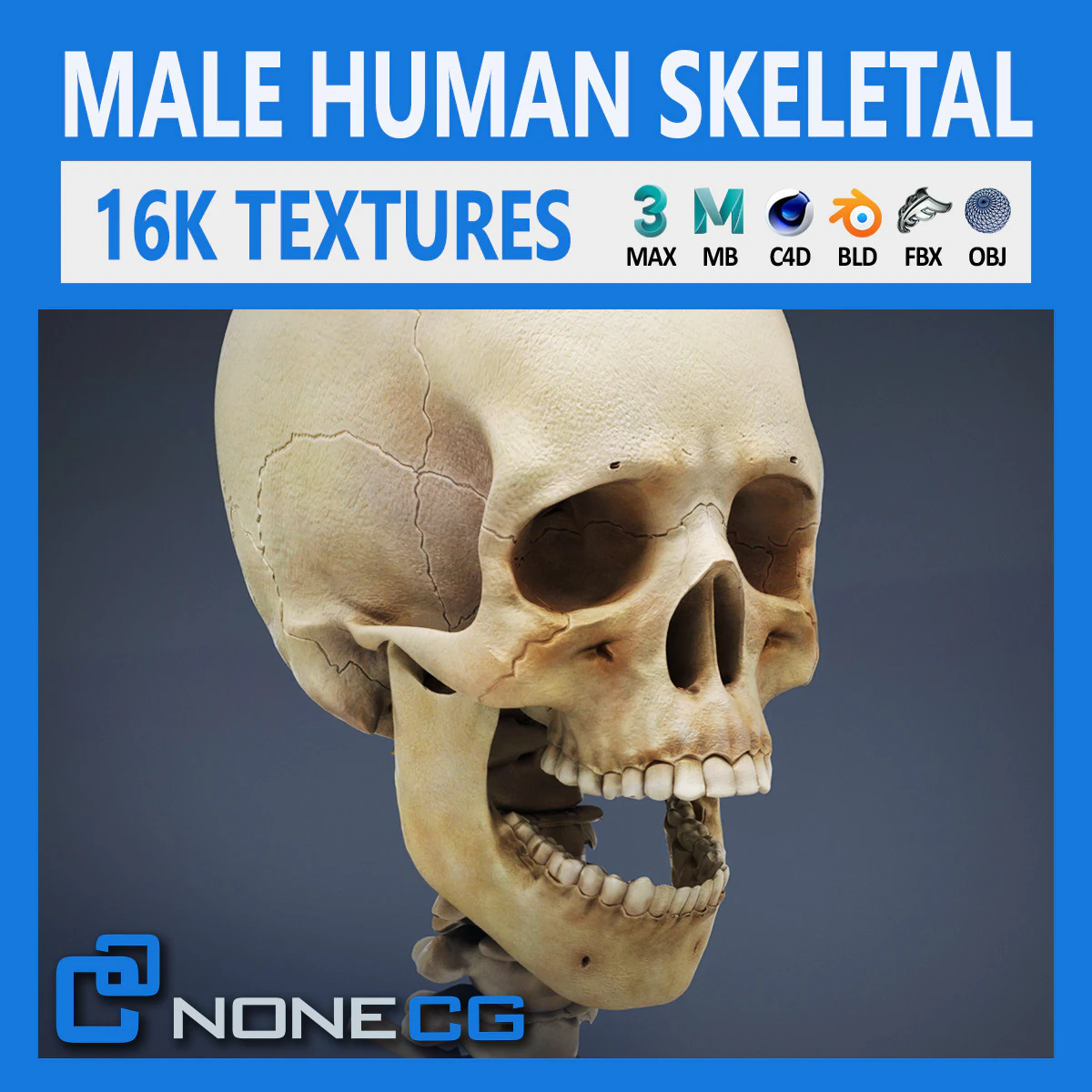 Human Male Skeletal Anatomy 3D Model .c4d .max .obj .3ds .fbx .stl .blend 