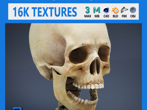 Human Male Skeletal Anatomy 3D Model