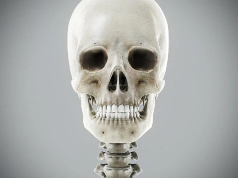 Human Male Skeletal Anatomy 3D Model