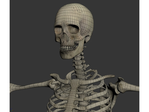 Human Male Skeletal Anatomy Modèle 3D