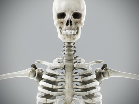 Human Male Skeletal Anatomy Modèle 3D