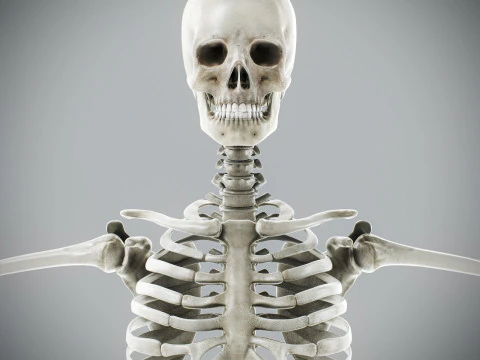 Human Male Skeletal Anatomy 3D Model