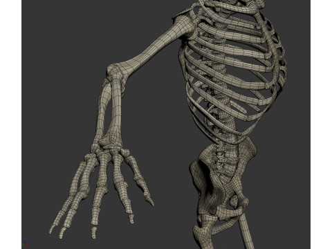 Human Male Skeletal Anatomy Modèle 3D