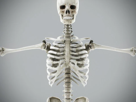 Human Male Skeletal Anatomy 3D Model