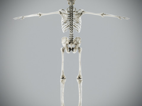Human Male Skeletal Anatomy Modèle 3D