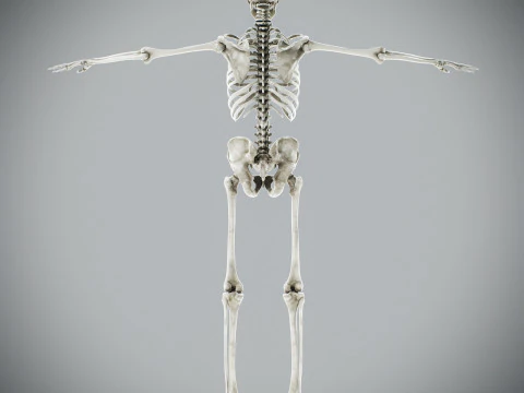 Human Male Skeletal Anatomy 3D Model