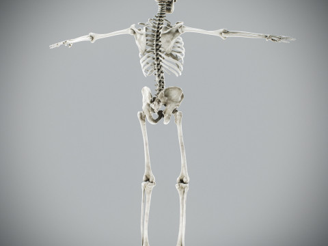 Human Male Skeletal Anatomy Modèle 3D