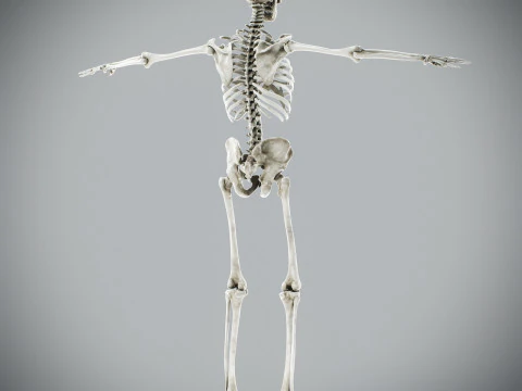 Human Male Skeletal Anatomy 3D Model