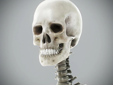 Human Male Skeletal Anatomy 3D Model