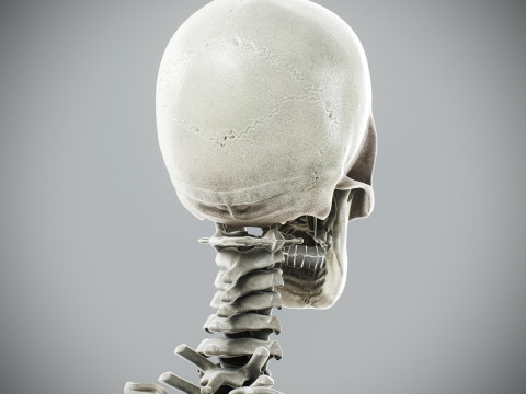 Human Male Skeletal Anatomy Modèle 3D