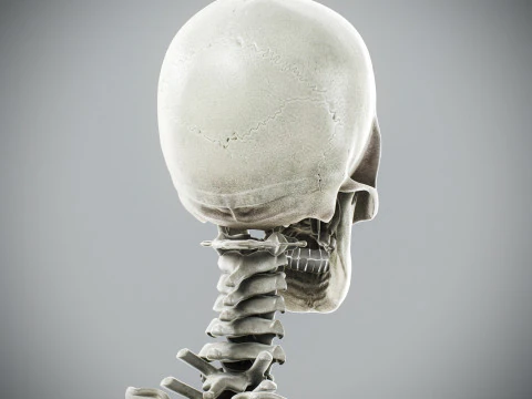 Human Male Skeletal Anatomy 3D Model
