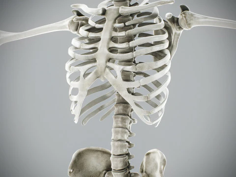 Human Male Skeletal Anatomy 3D Model