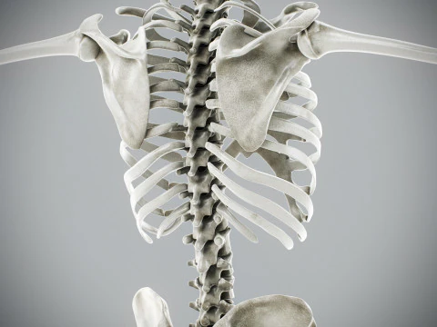 Human Male Skeletal Anatomy 3D Model