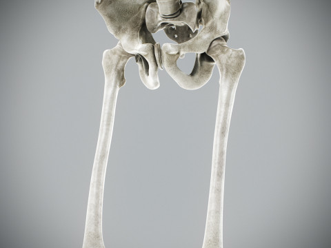 Human Male Skeletal Anatomy Modèle 3D