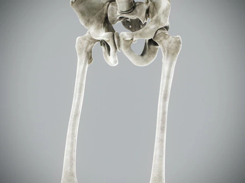Human Male Skeletal Anatomy 3D Model