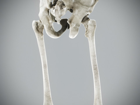 Human Male Skeletal Anatomy Modèle 3D