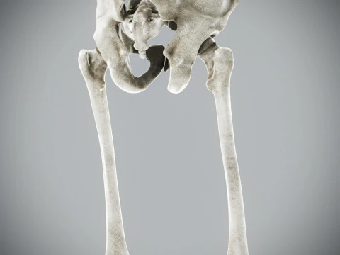 Human Male Skeletal Anatomy 3D Model