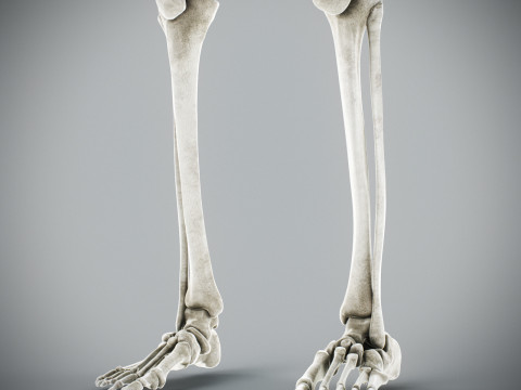 Human Male Skeletal Anatomy Modèle 3D