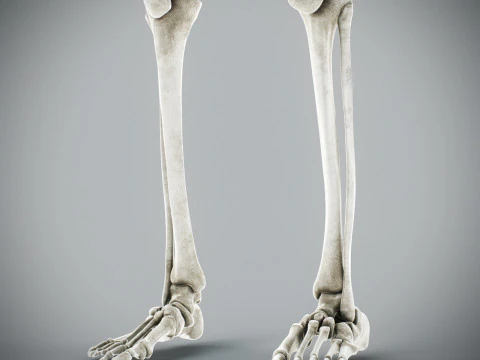 Human Male Skeletal Anatomy 3D Model