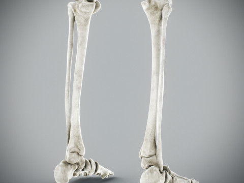 Human Male Skeletal Anatomy Modèle 3D