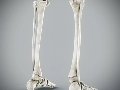 Human Male Skeletal Anatomy 3D Model