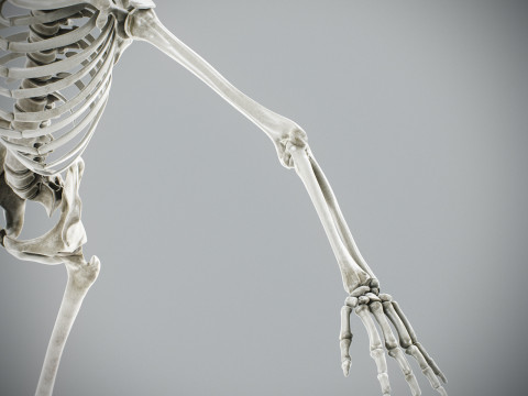 Human Male Skeletal Anatomy Modèle 3D