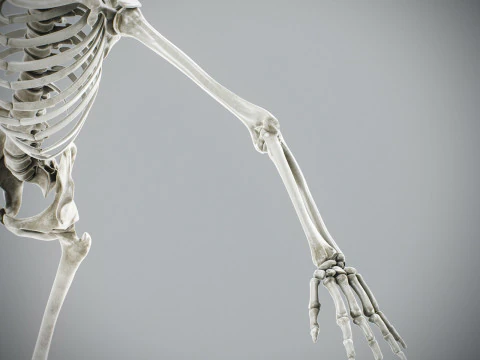 Human Male Skeletal Anatomy 3D Model