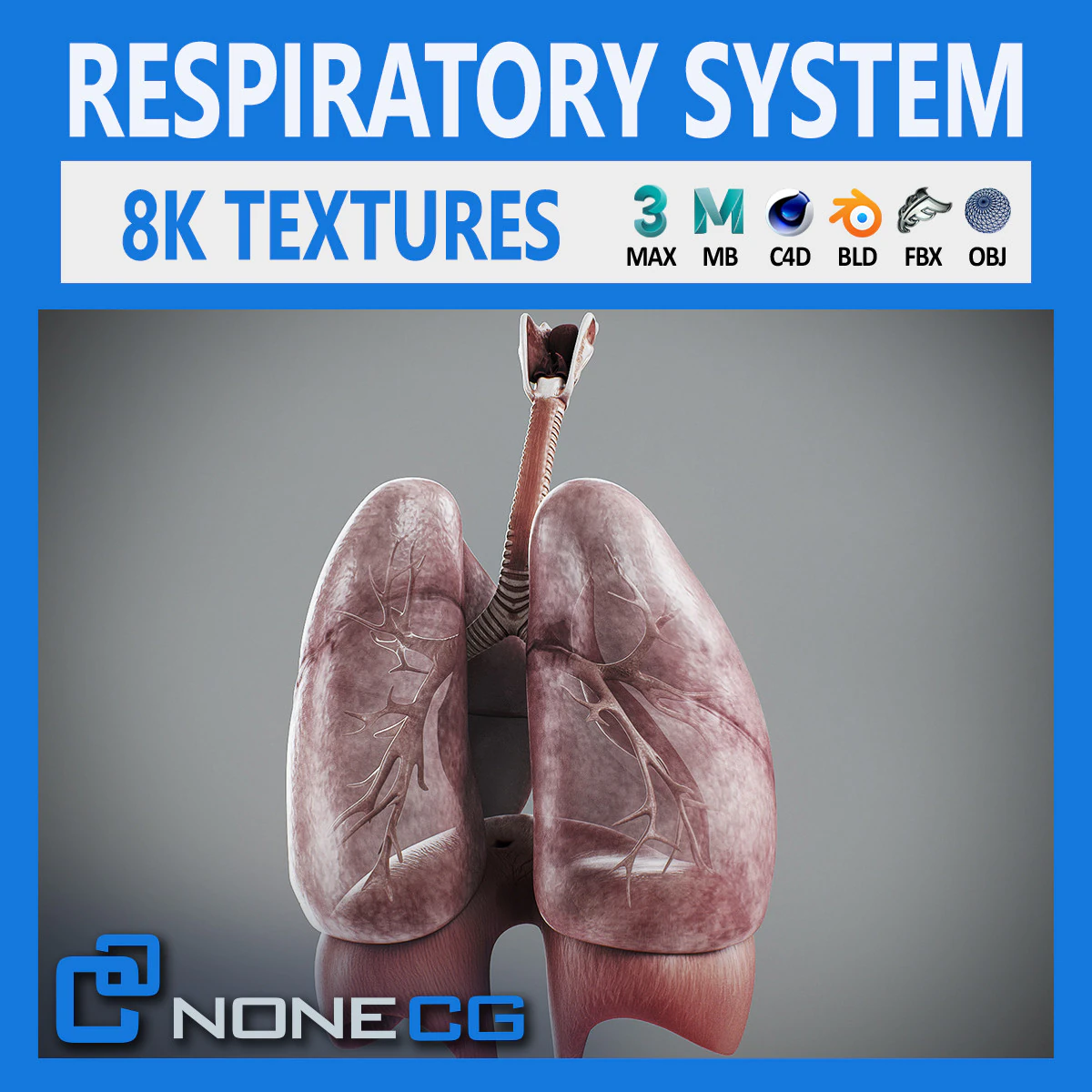 Human Male Respiratory Anatomy 3D Model .c4d .max .obj .3ds .fbx .stl .blend 