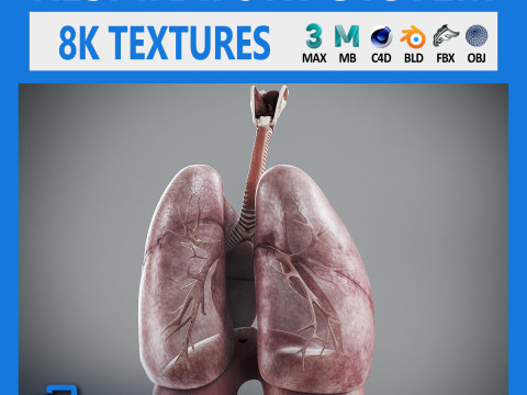 Human Male Respiratory Anatomy 3D Model