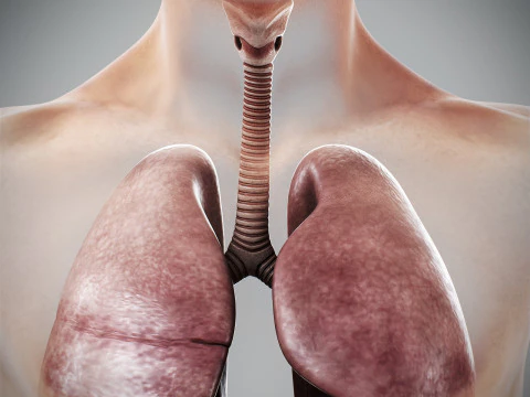 Human Male Respiratory Anatomy 3D Model