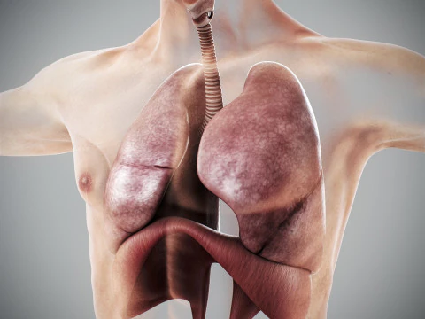 Human Male Respiratory Anatomy 3D Model