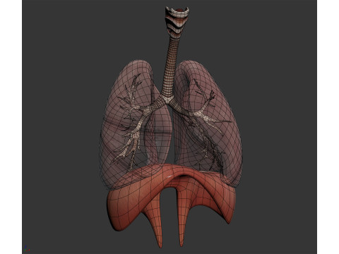 Human Male Respiratory Anatomy 3Dモデル